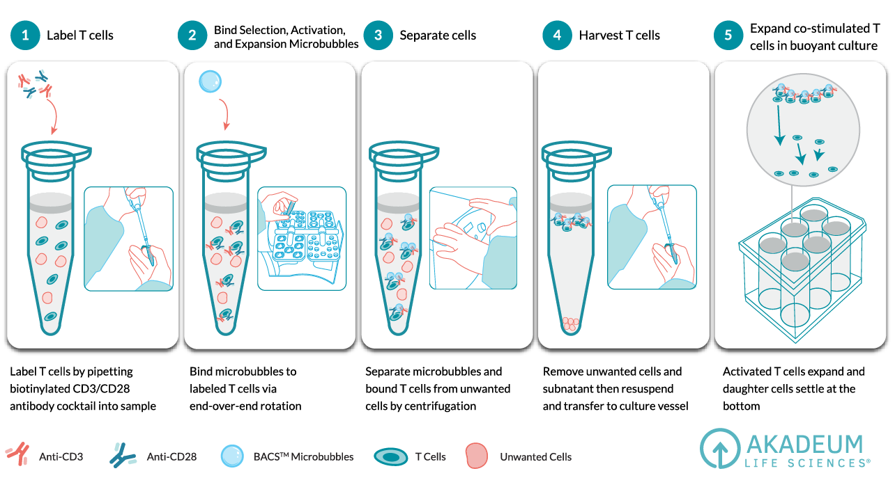 Scientific illustration created by Metric Marketing for biotech marketing